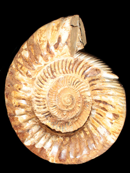 Amazing Ammonite 217*190*81mm 3460g Rocks and Things Store