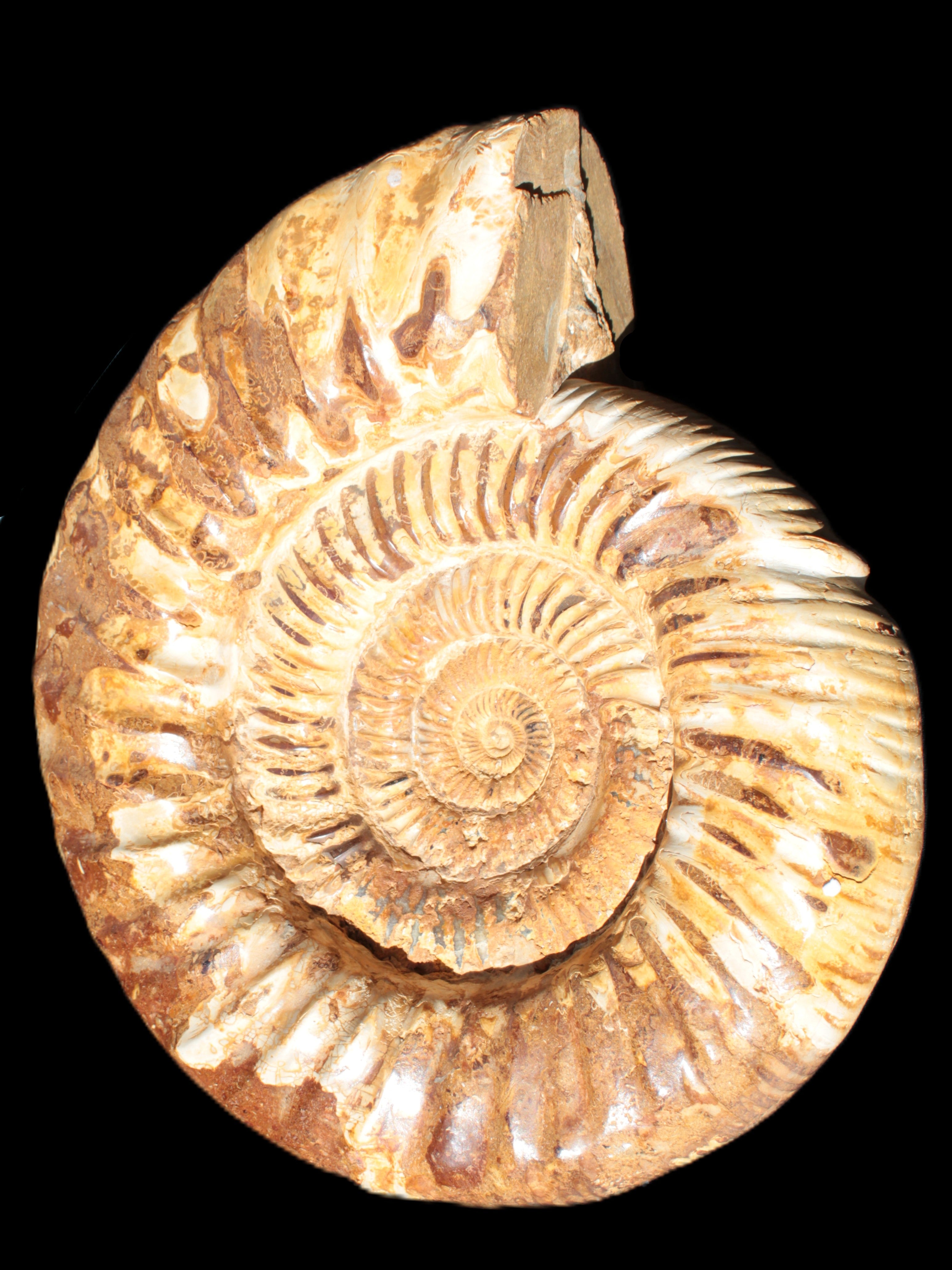 Amazing Ammonite 217*190*81mm 3460g Rocks and Things Store