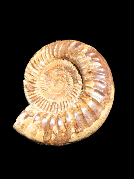 Amazing Ammonite 217*190*81mm 3460g Rocks and Things Store