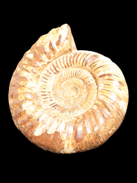 Amazing Ammonite 217*190*81mm 3460g Rocks and Things Store