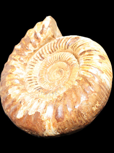 Amazing Ammonite 217*190*81mm 3460g Rocks and Things Store