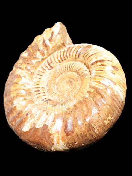 Amazing Ammonite 217*190*81mm 3460g Rocks and Things Store