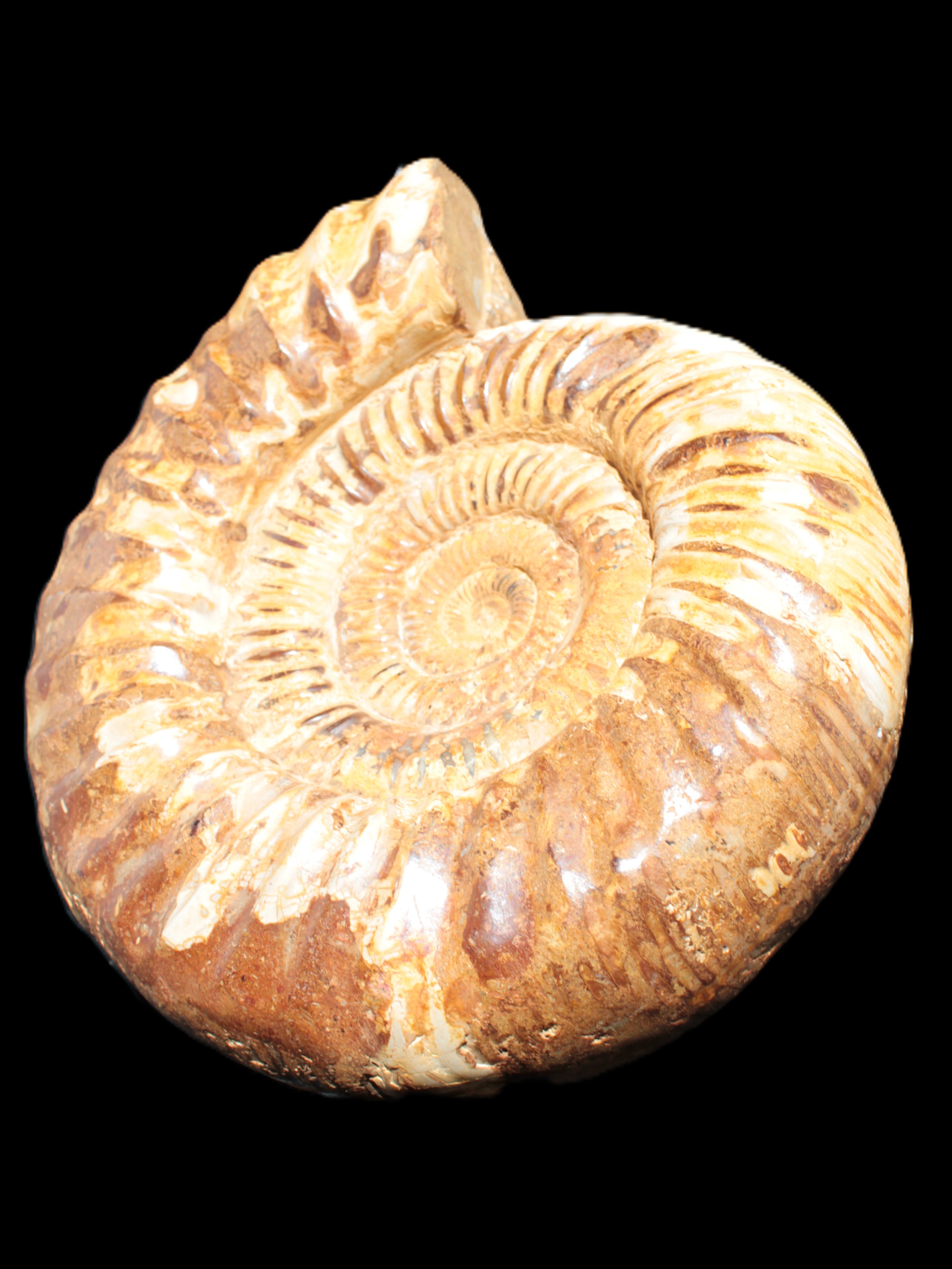 Amazing Ammonite 217*190*81mm 3460g Rocks and Things Store