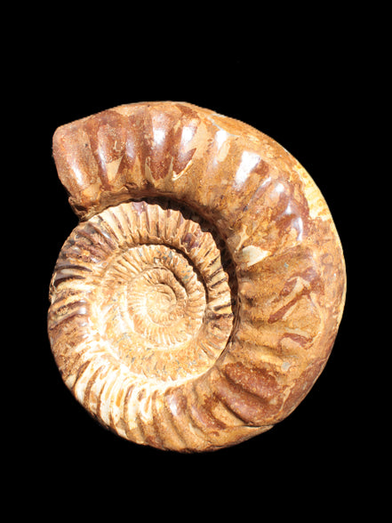 Amazing Ammonite 217*190*81mm 3460g Rocks and Things Store