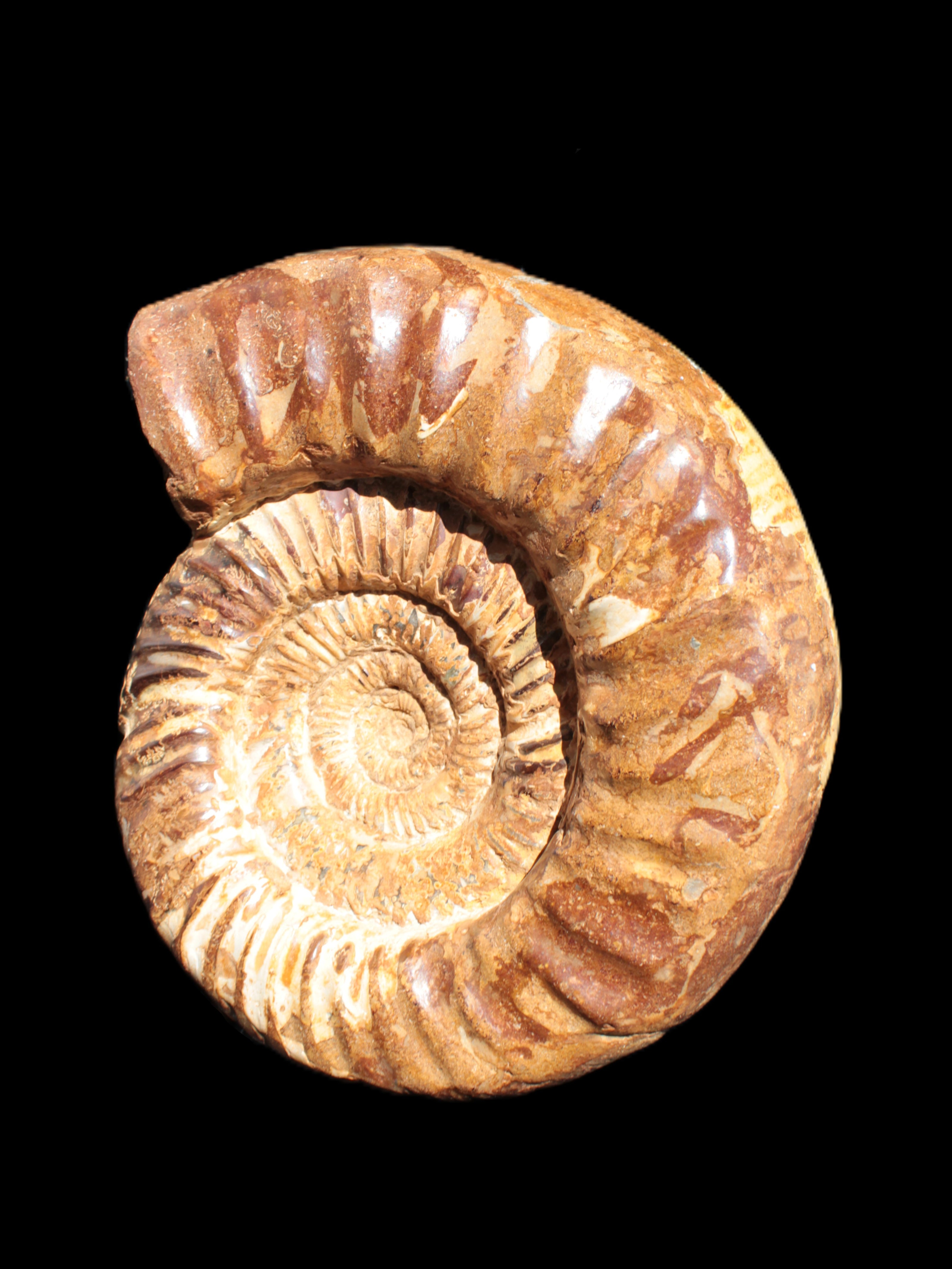Amazing Ammonite 217*190*81mm 3460g Rocks and Things Store