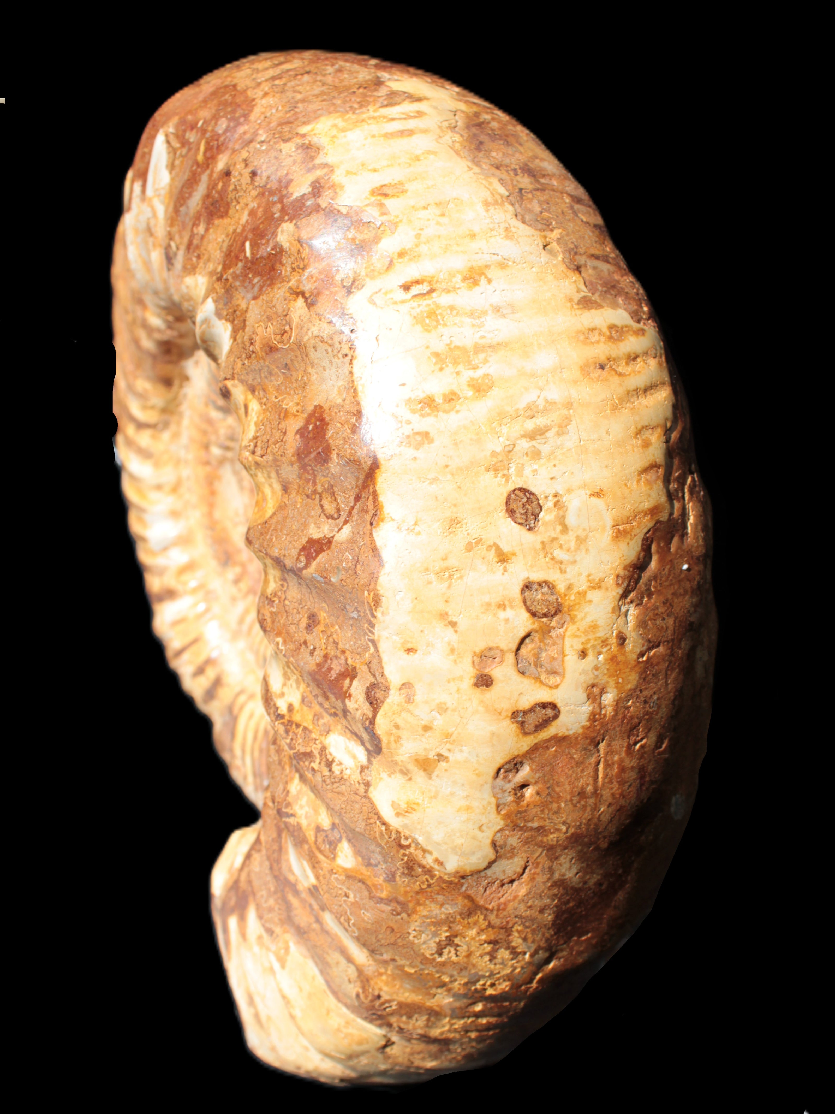 Amazing Ammonite 217*190*81mm 3460g Rocks and Things Store