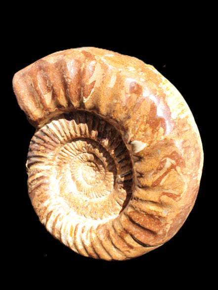 Amazing Ammonite 217*190*81mm 3460g Rocks and Things Store