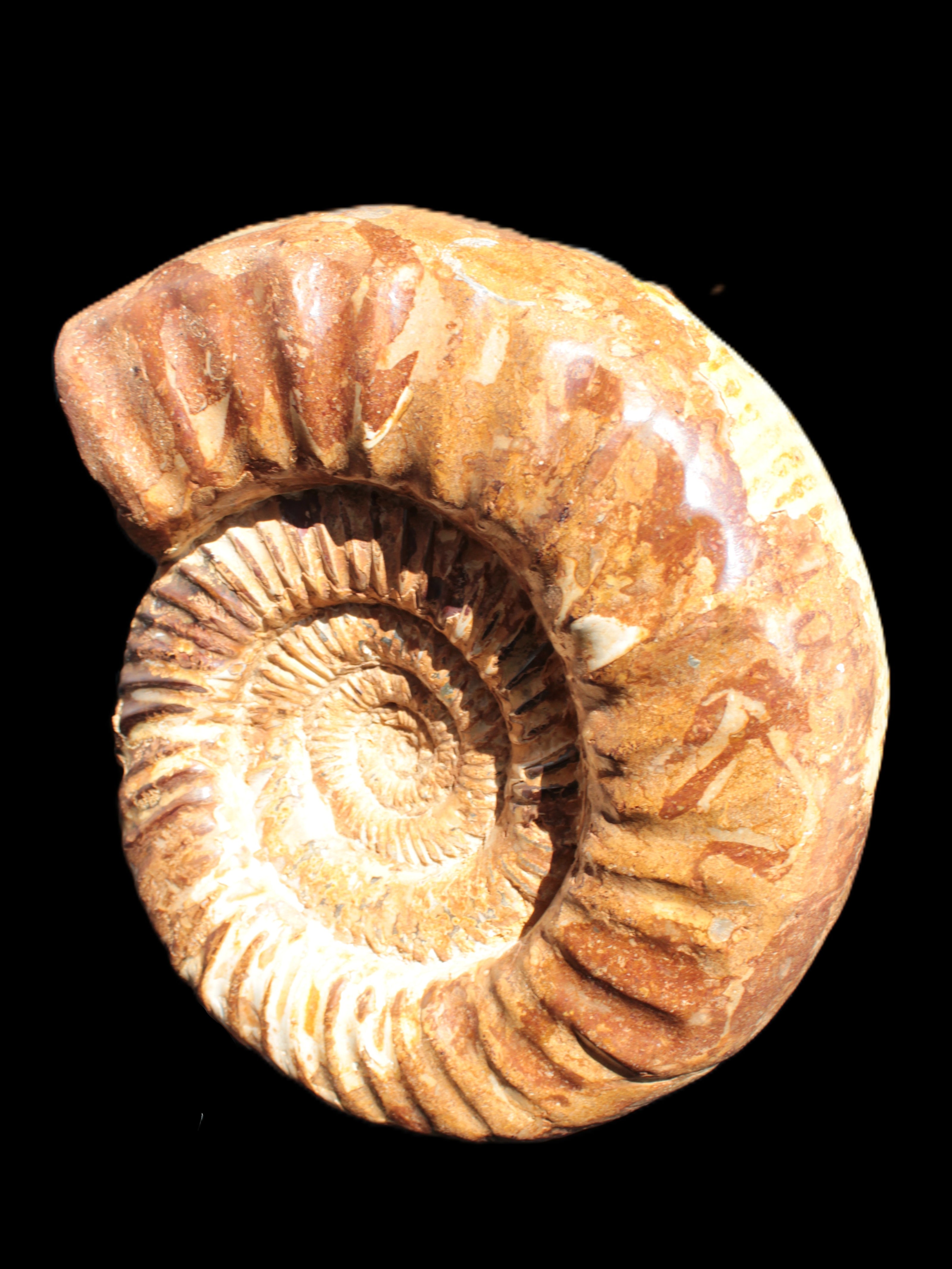 Amazing Ammonite 217*190*81mm 3460g Rocks and Things Store
