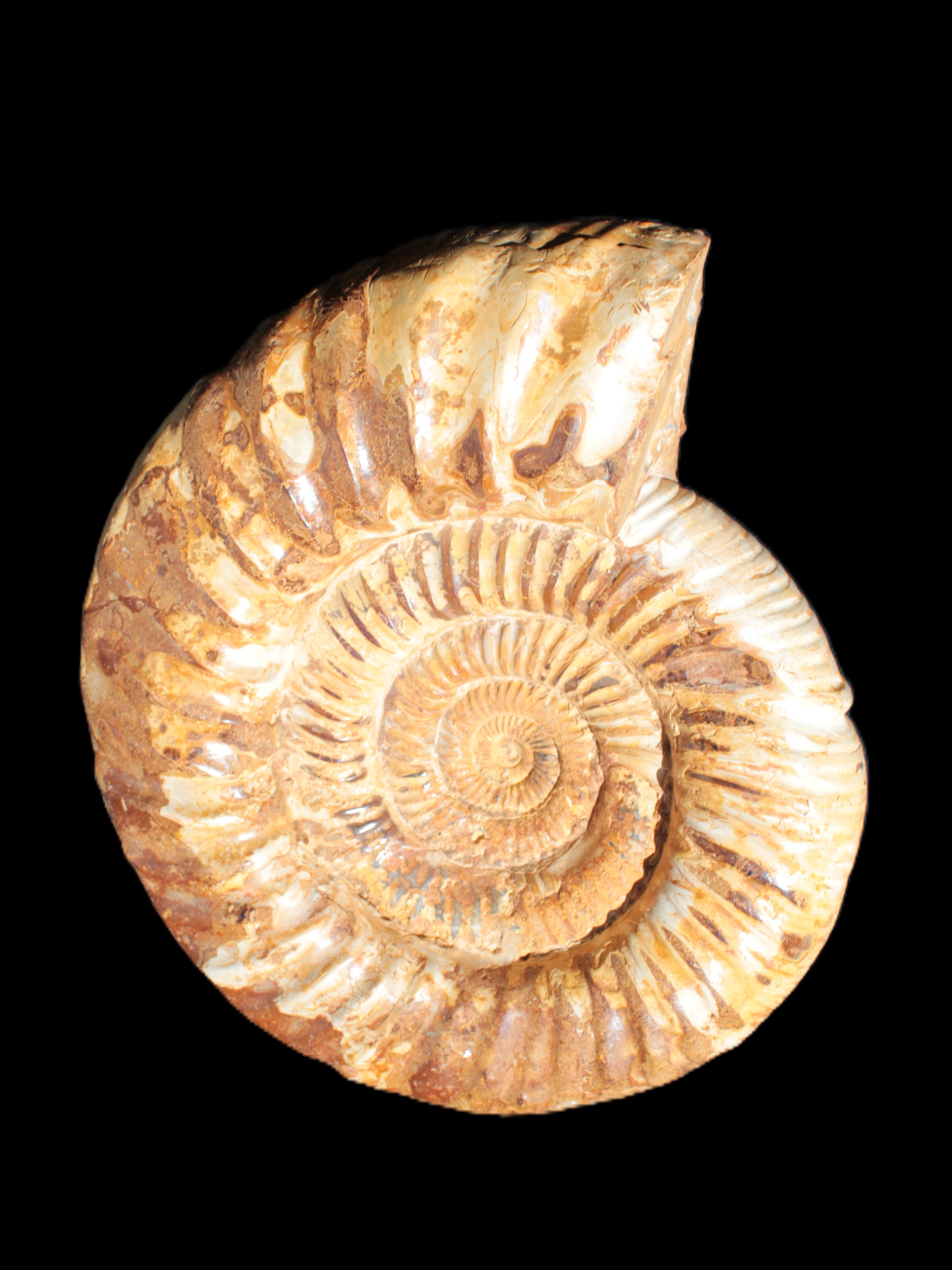 Amazing Ammonite 217*190*81mm 3460g Rocks and Things Store