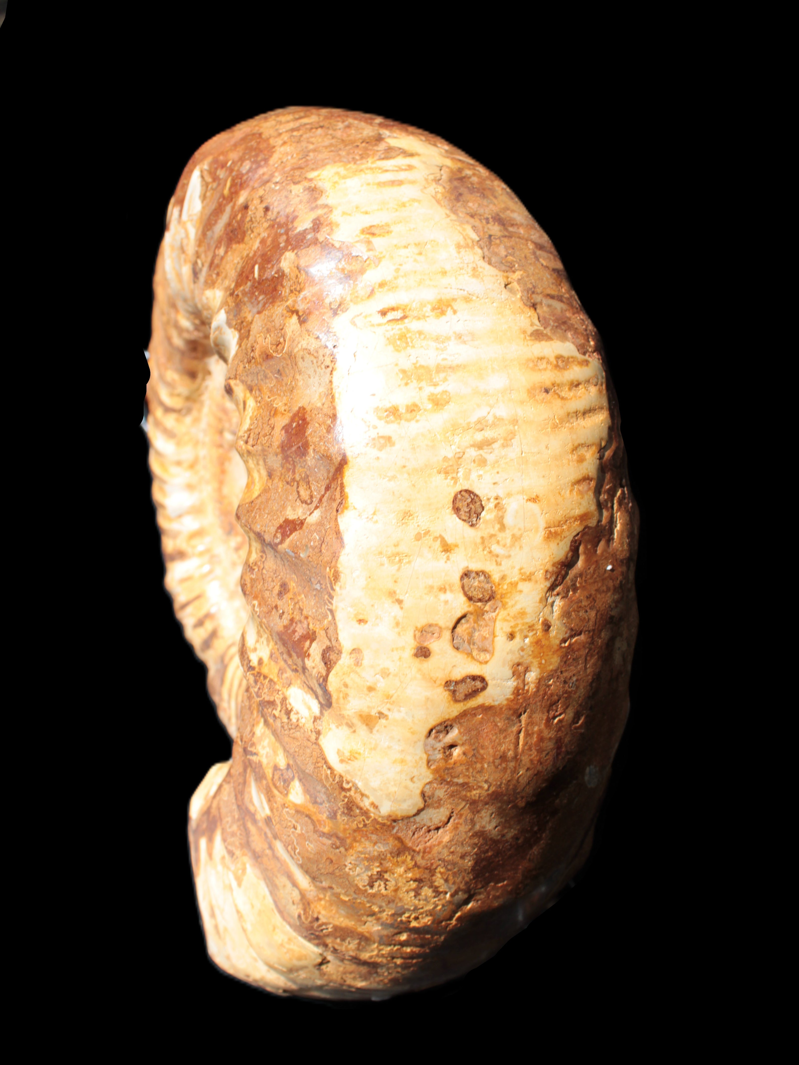 Amazing Ammonite 217*190*81mm 3460g Rocks and Things Store