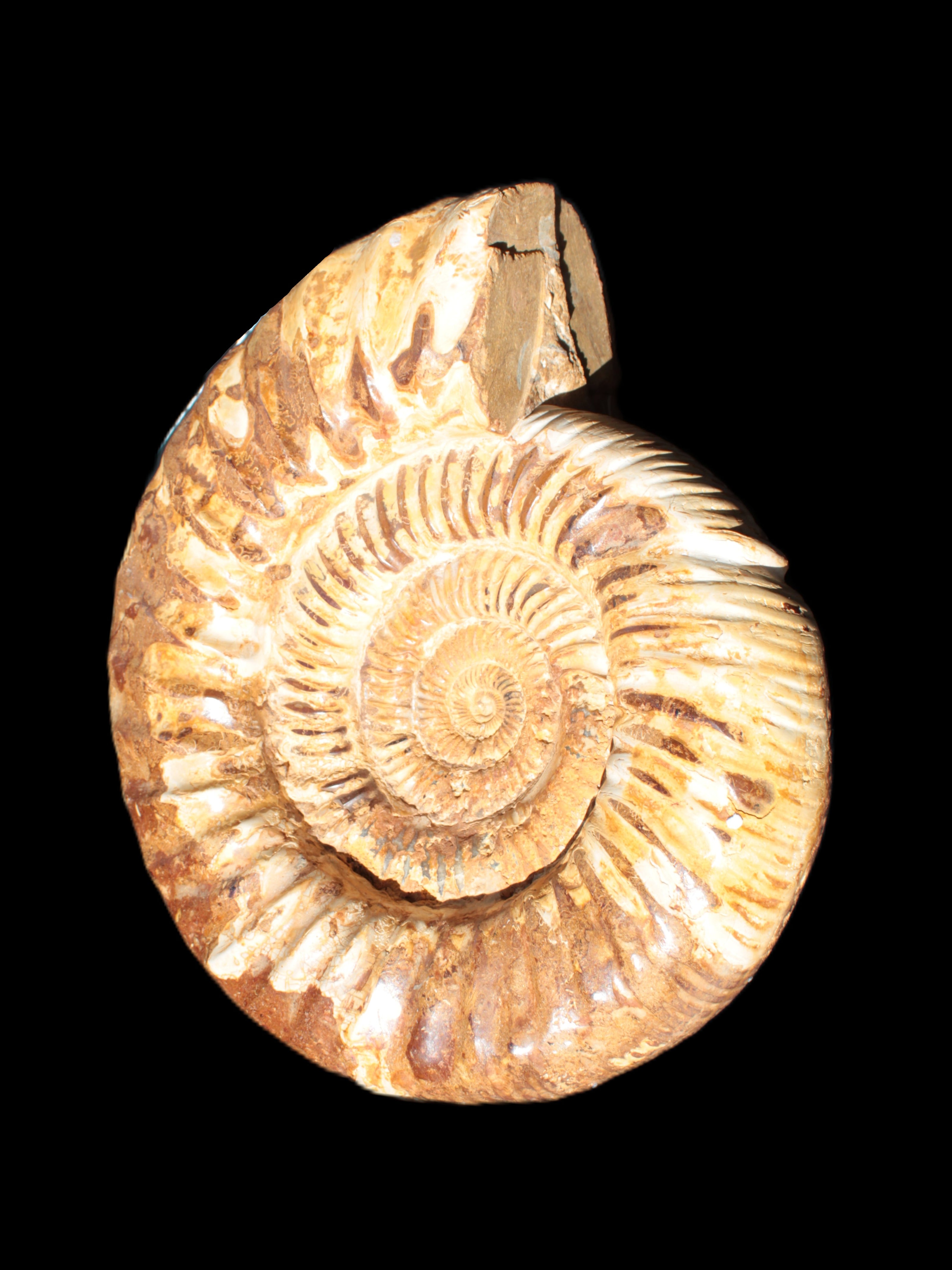 Amazing Ammonite 217*190*81mm 3460g Rocks and Things Store