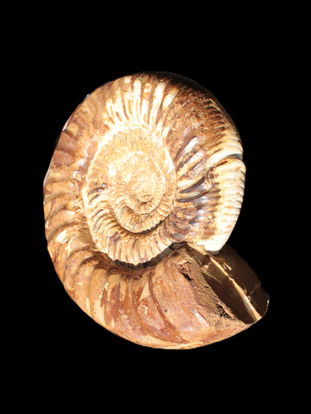 Amazing Ammonite 217*190*81mm 3460g Rocks and Things Store