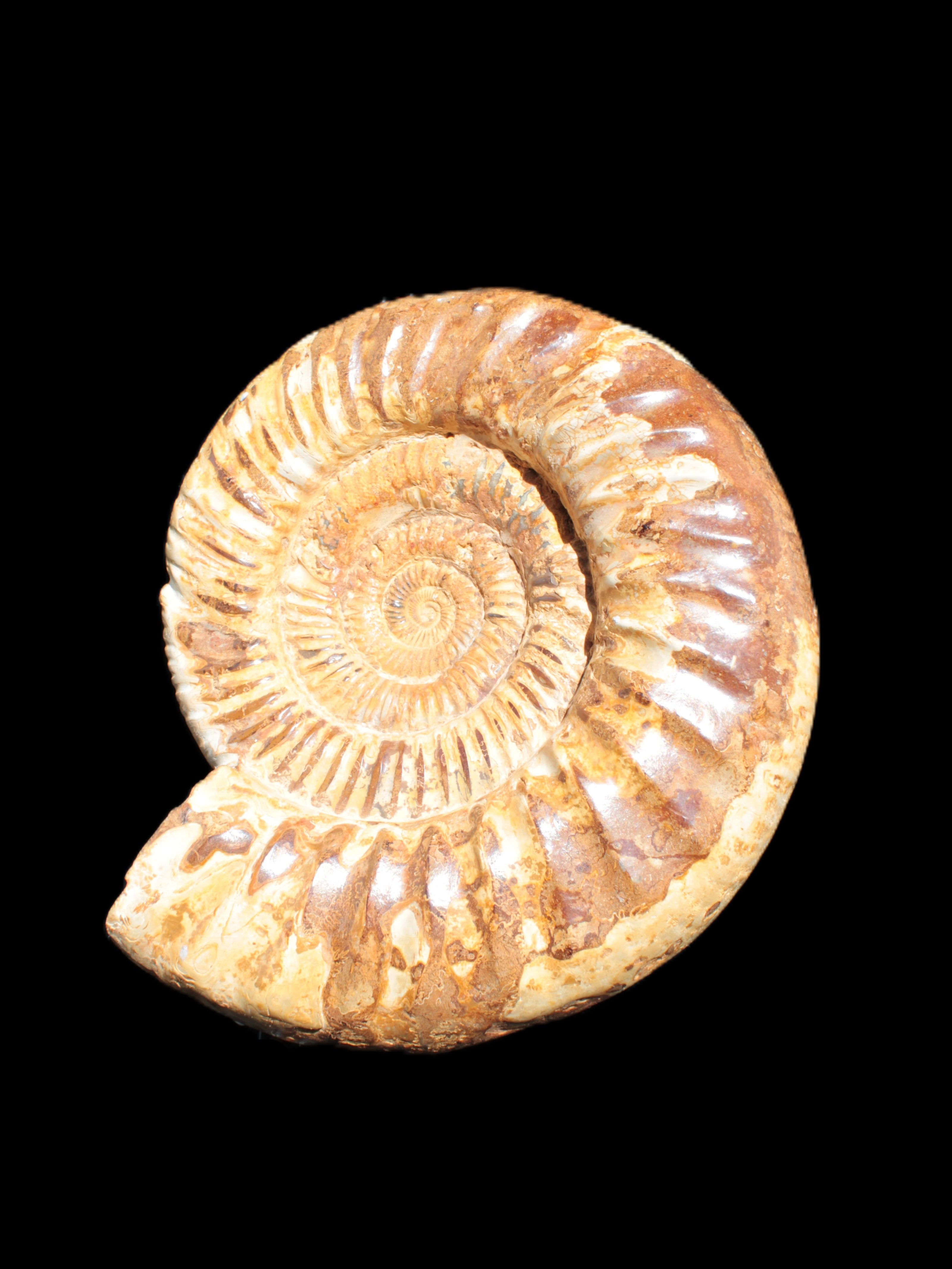 Amazing Ammonite 217*190*81mm 3460g Rocks and Things Store