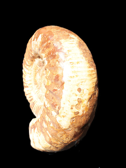 Amazing Ammonite 217*190*81mm 3460g Rocks and Things Store
