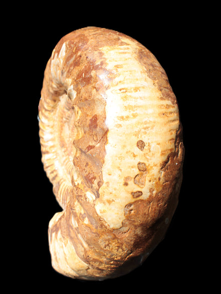 Amazing Ammonite 217*190*81mm 3460g Rocks and Things Store