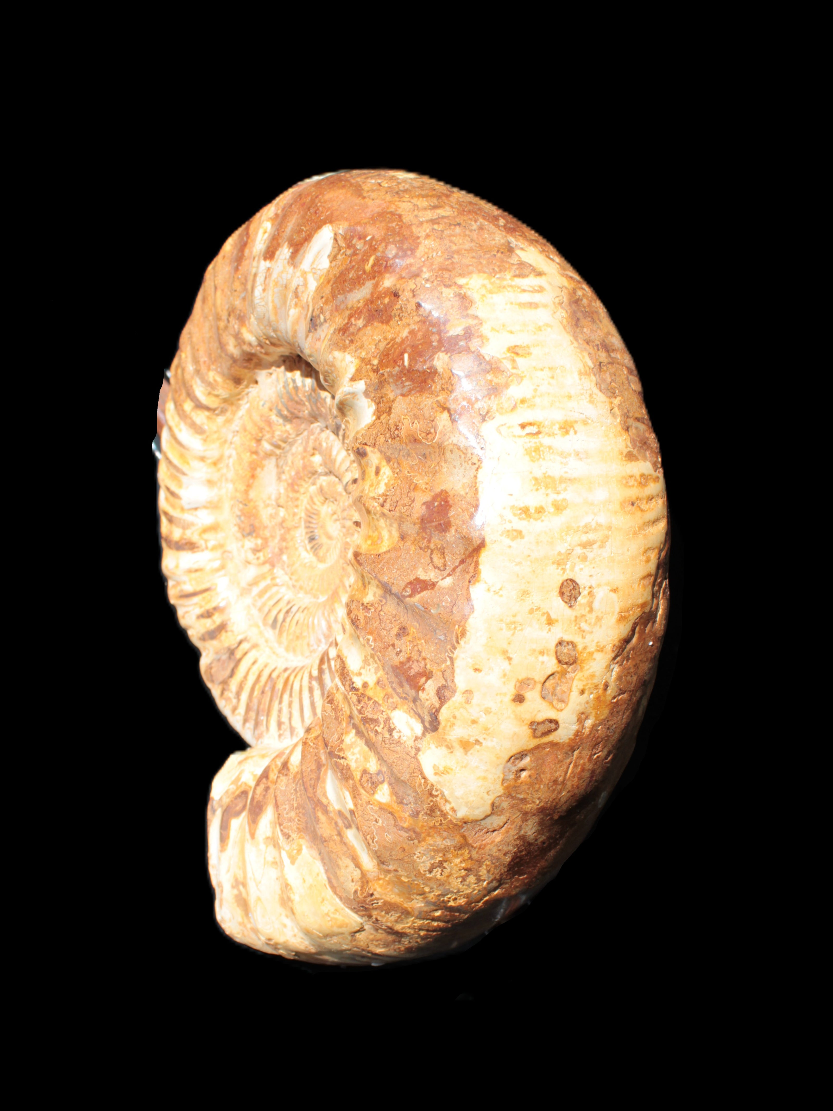 Amazing Ammonite 217*190*81mm 3460g Rocks and Things Store