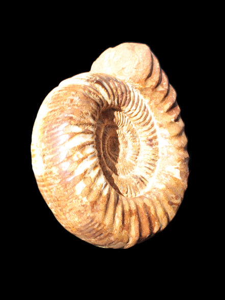 Amazing Ammonite 217*190*81mm 3460g Rocks and Things Store