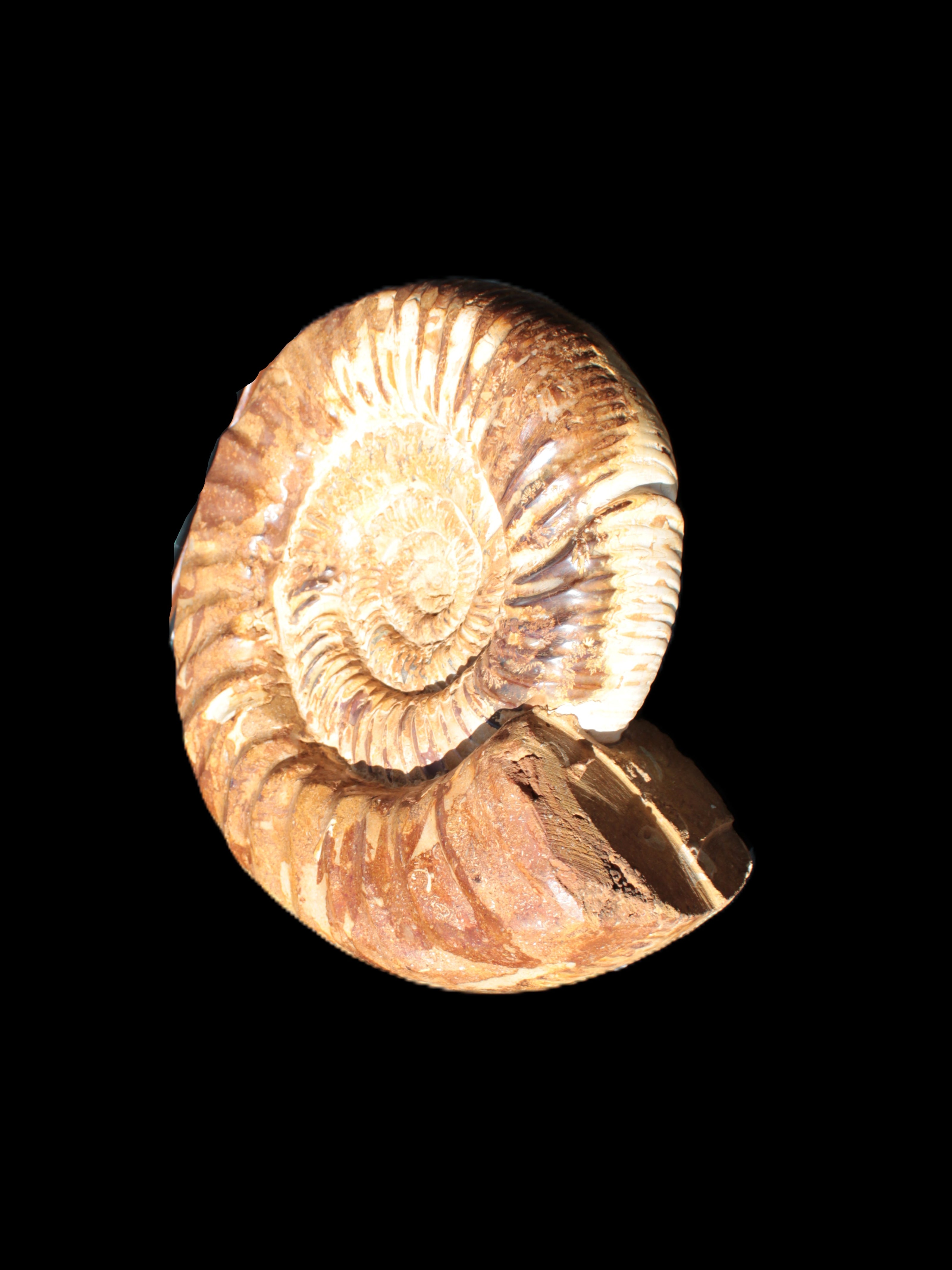 Amazing Ammonite 217*190*81mm 3460g Rocks and Things Store