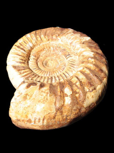 Amazing Ammonite 217*190*81mm 3460g Rocks and Things Store
