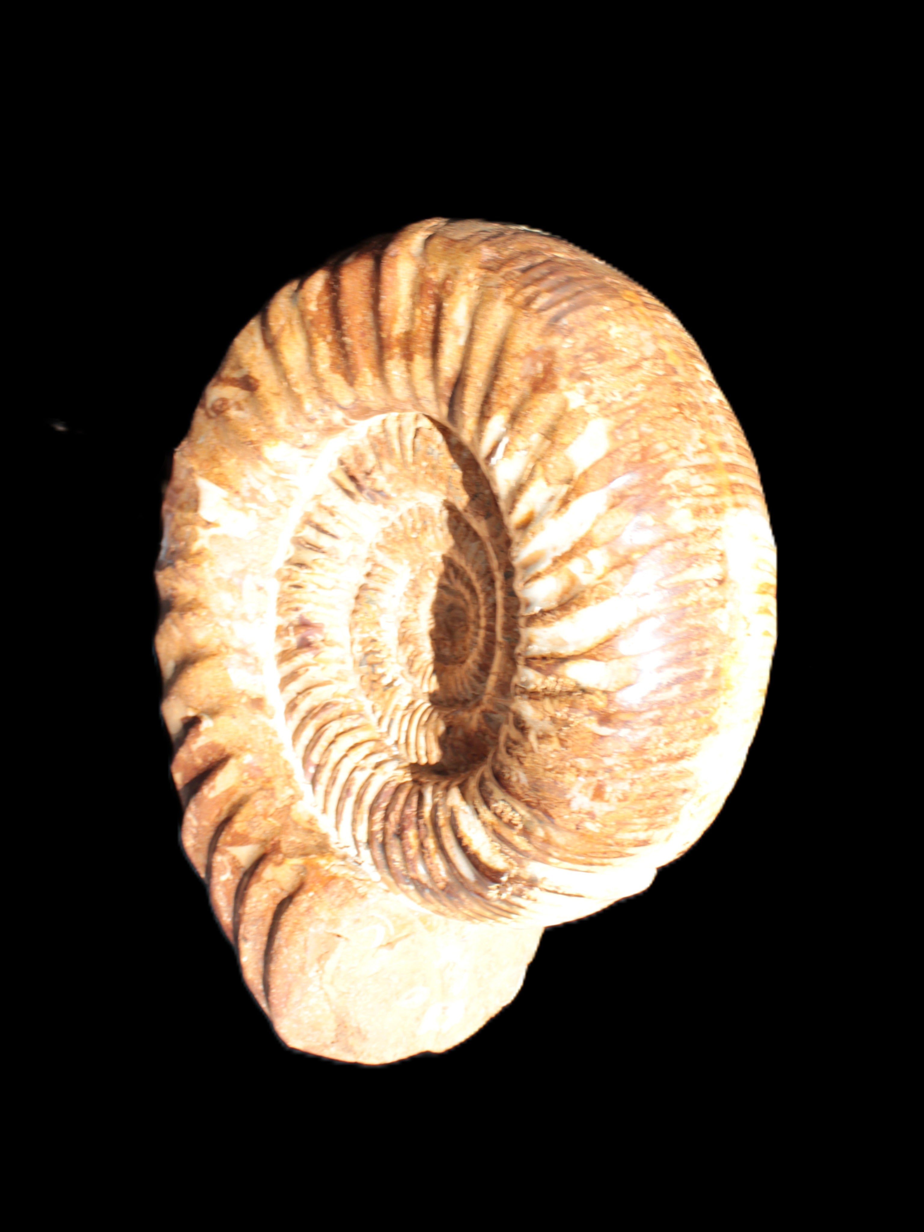 Amazing Ammonite 217*190*81mm 3460g Rocks and Things Store
