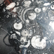 Massive Orthoceras sphere 195mm 10860g Rocks and Things Store