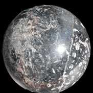 Massive Orthoceras sphere 195mm 10860g Rocks and Things Store