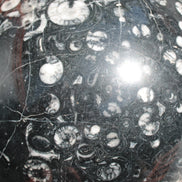 Massive Orthoceras sphere 195mm 10860g Rocks and Things Store