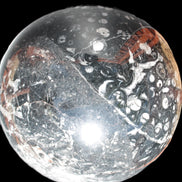 Massive Orthoceras sphere 195mm 10860g Rocks and Things Store