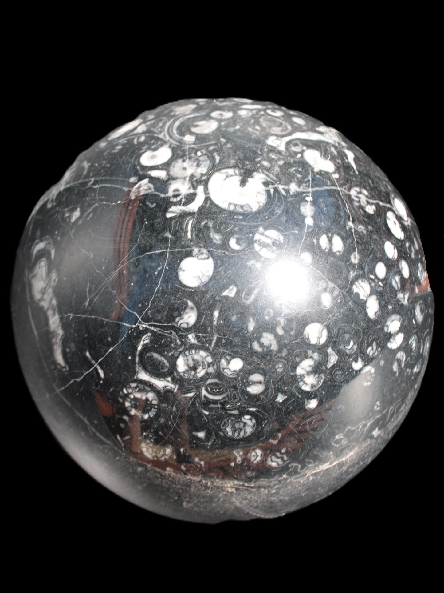 Massive Orthoceras sphere 195mm 10860g Rocks and Things Store