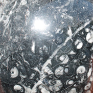 Massive Orthoceras sphere 195mm 10860g Rocks and Things Store