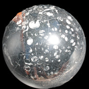 Massive Orthoceras sphere 195mm 10860g Rocks and Things Store