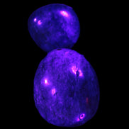 Blue Apatite 2 tumbled stones 15-19g in UV light - Rocks and Things Store