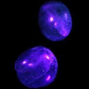 Blue Apatite 2 tumbled stones 15-19g in UV light - Rocks and Things Store