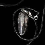 Orthoceras silver-plated oval pendant 42*19*10mm 14.6g in bright sunshine