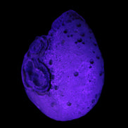 Gobi Agate Eyes specimen from Mongolia 40*30*16mm 24.5g