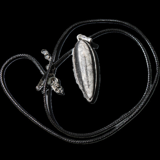 Orthoceras silver-plated oval pendant 45*15*10mm 13.6g in sunshine