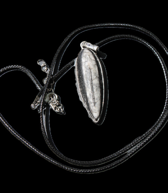 Orthoceras silver-plated oval pendant 45*15*10mm 13.6g in sunshine
