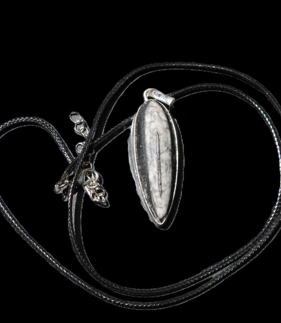 Orthoceras silver-plated oval pendant 45*15*10mm 13.6g in sunshine