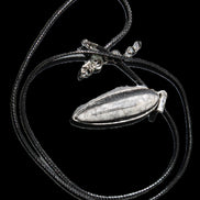 Orthoceras silver-plated oval pendant 45*15*10mm 13.6g in sunshine