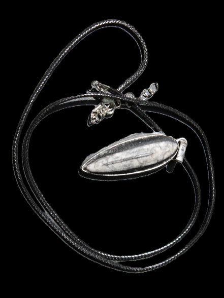 Orthoceras silver-plated oval pendant 45*15*10mm 13.6g in sunshine