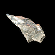 Noble Elite Shungite 7g in sunshine