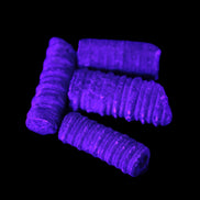 Crinoid Stem 4 pieces 18-30mm 20g in UV light