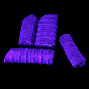 Crinoid Stem 4 pieces 18-30mm 20g in UV light
