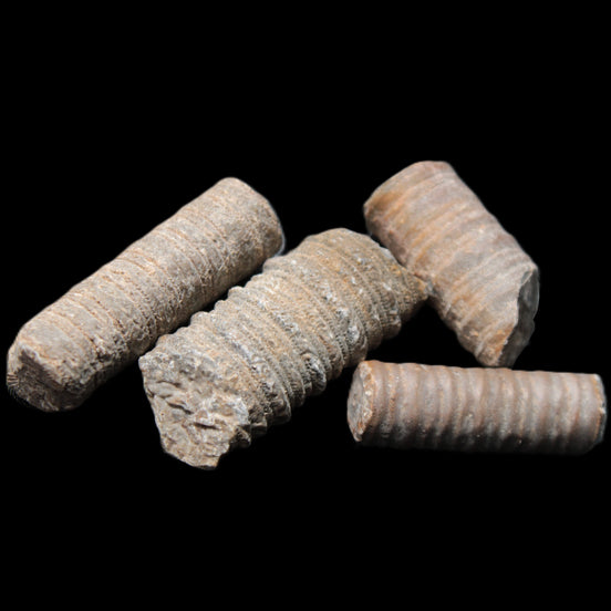 Crinoid stem fossil specimens in sunlight - Rocks and Things Store