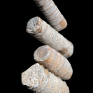 Crinoid stem fossil specimens