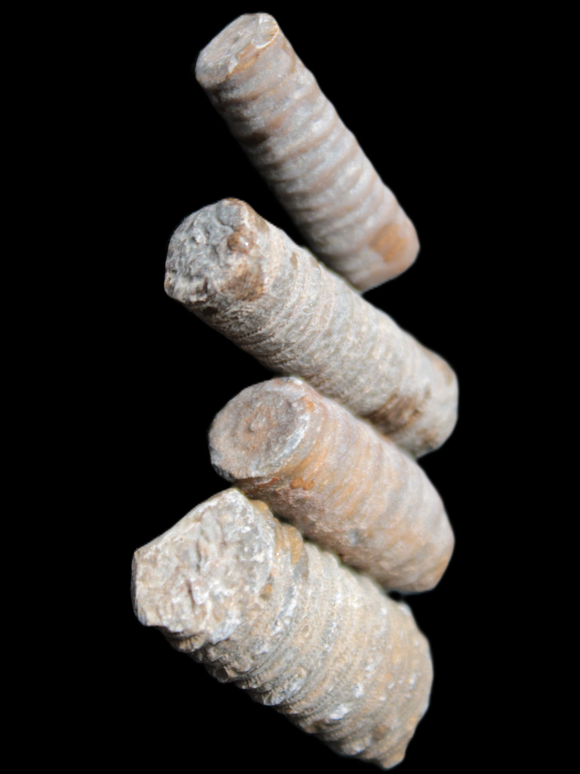 Crinoid stem fossil specimens