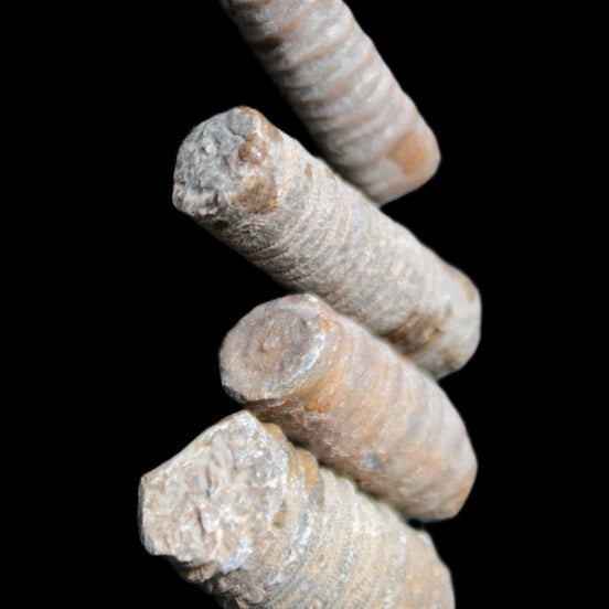 Crinoid stem fossil specimens in sunlight - Rocks and Things Store