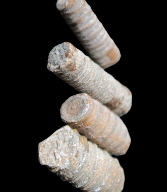 Crinoid stem fossil specimens