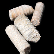 Crinoid stem fossil specimens