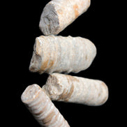 Crinoid stem fossil specimens